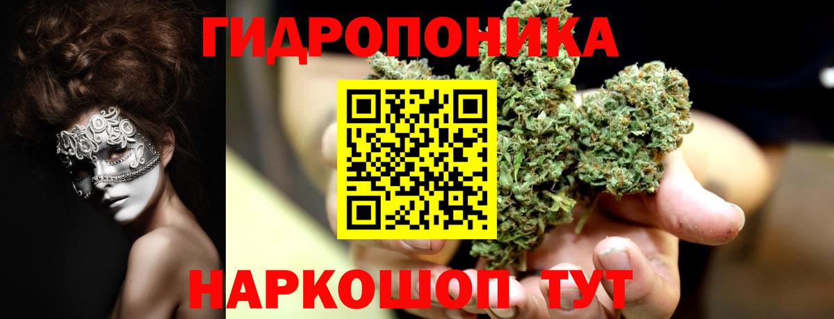 Марихуана сатива Северск